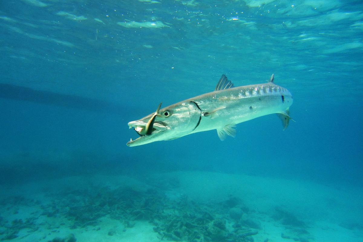 A List of Different Types of Barracuda Fish with Pictures ...