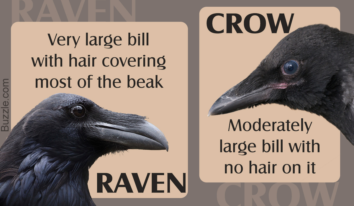 Compare And Contrast The Raven And The