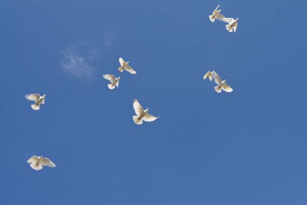 This Is The Story Of Why The Dove Is A Symbol Of Peace And Love Spiritual Ray