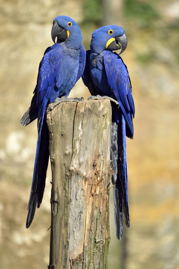 Hyacinth macaws on trunk