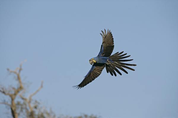 Flying hyacinth macaw