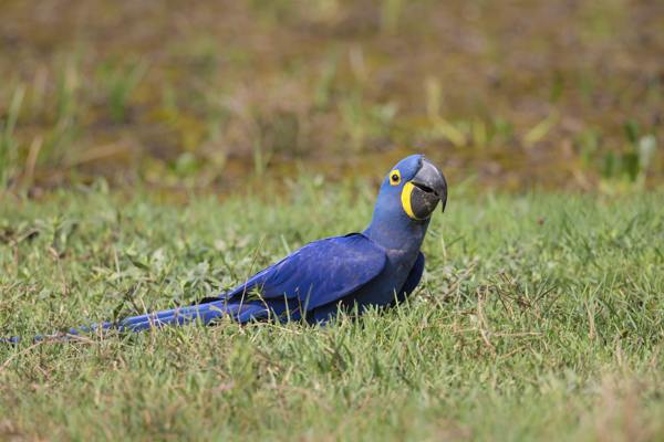 Wild hyacinth macaw