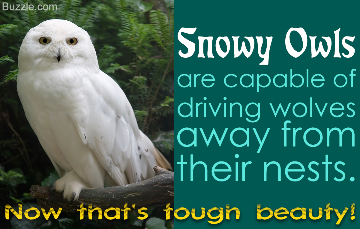 Supercool Facts About The Shockingly Beautiful Snowy Owl Bird Eden