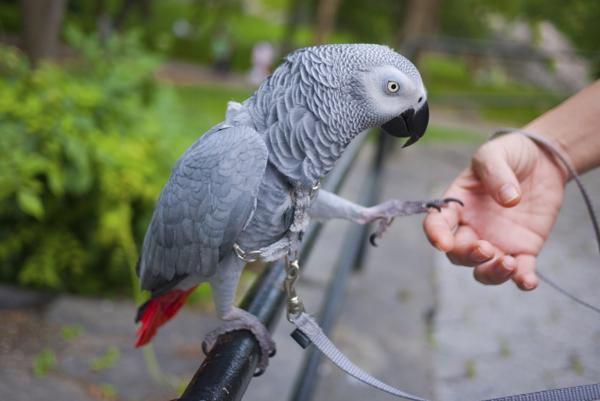 African grey parrot steps onto hand