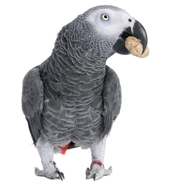 African Grey parrot eating peanut