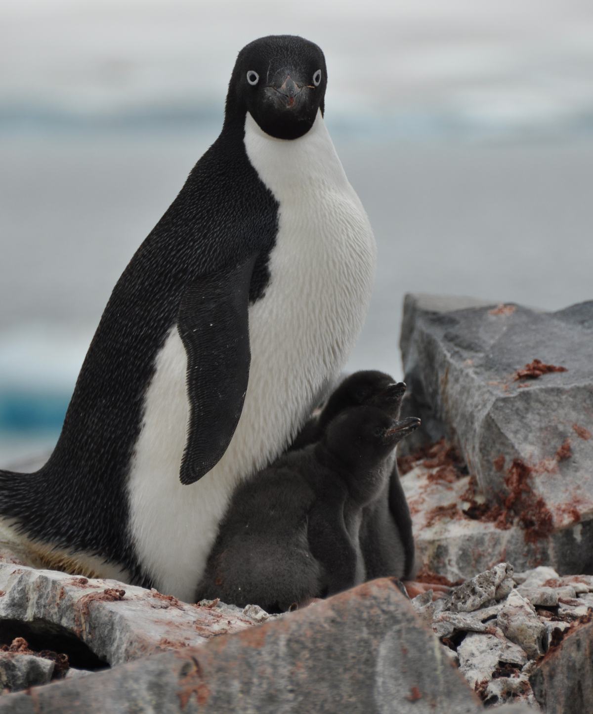 26 Interesting and Stunning Facts About Adelie Penguins