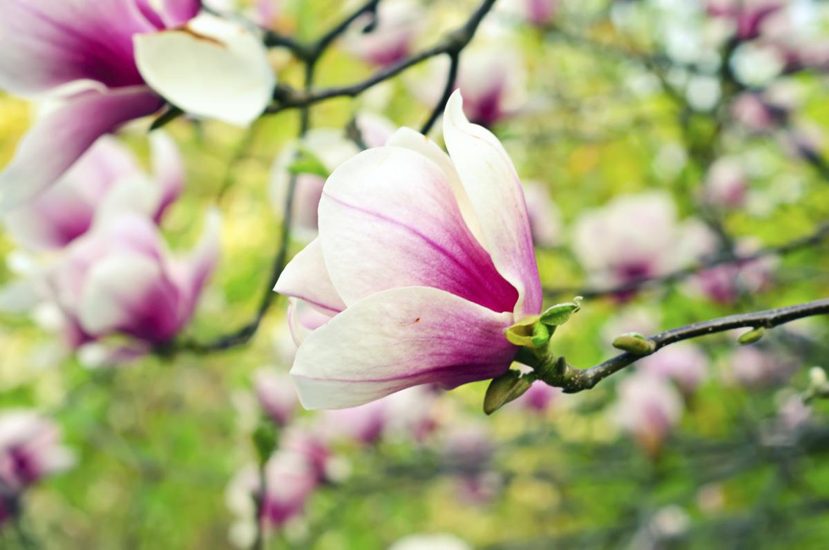 Image result for magnolia flower