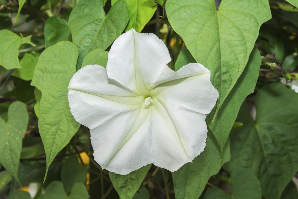 How to Grow a Moonflower Vine - Everything You Wanted to Know - Gardenerdy
