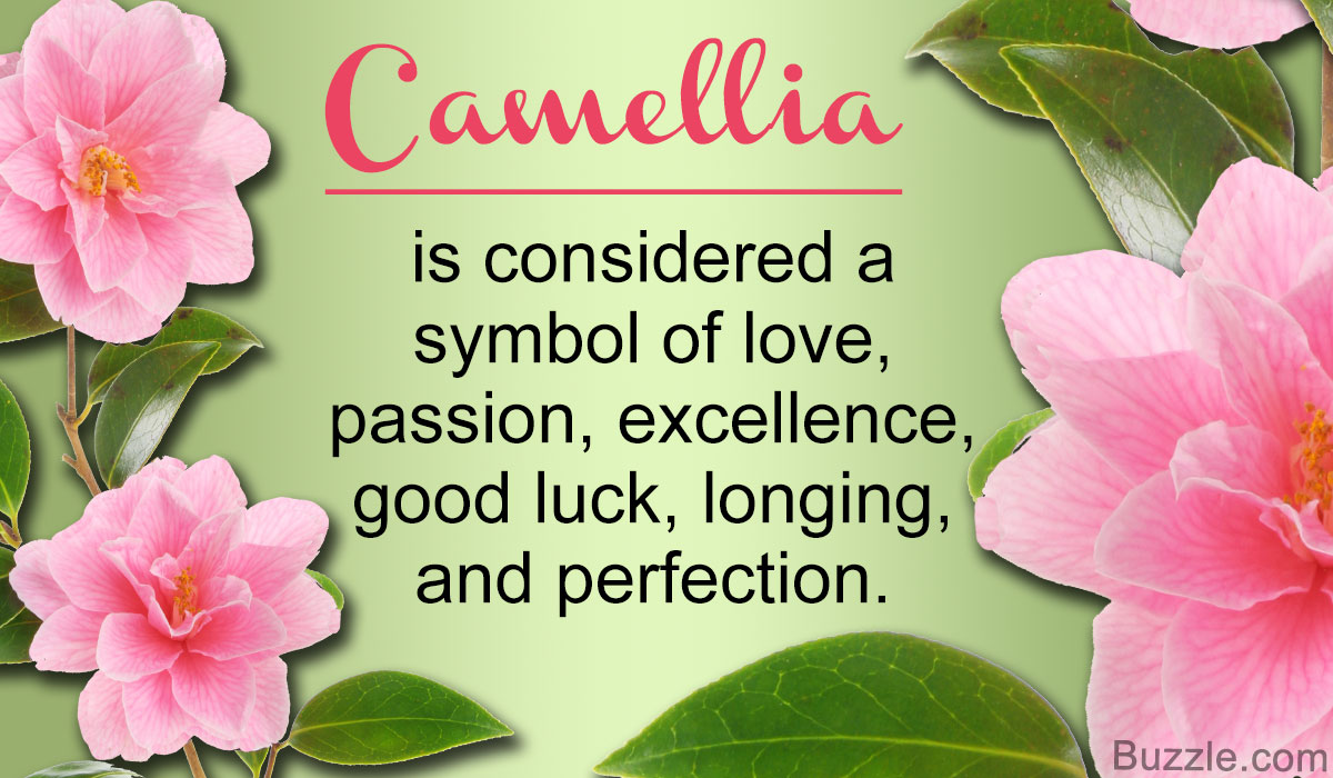 What Do Camellia Flowers Symbolize We Bet You Didn T Know This Gardenerdy
