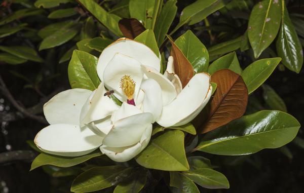 magnolias existed before the bees