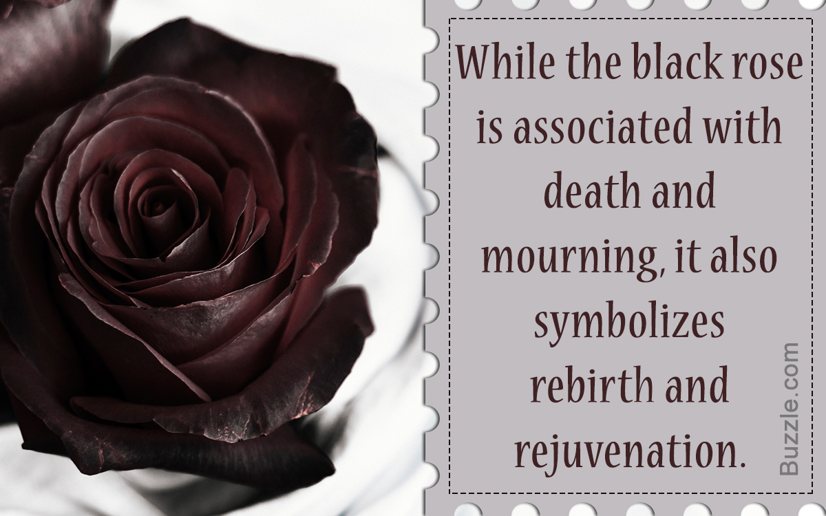 Varying Meanings Of The Black Rose Based On Different Perspectives Mysticurious,Green Onion Recipes