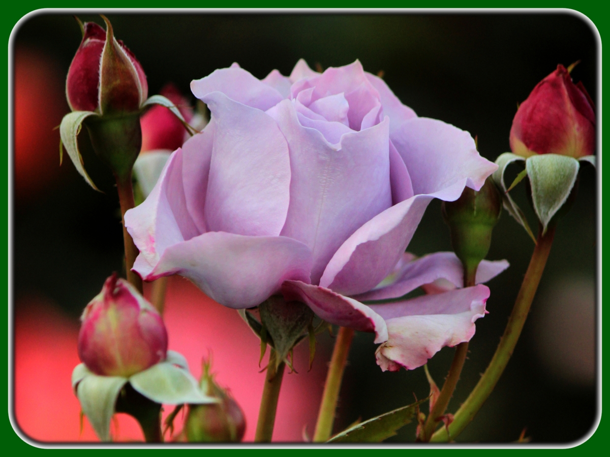 203 Beautiful Pictures of Roses That are Incredibly Breathtaking ...