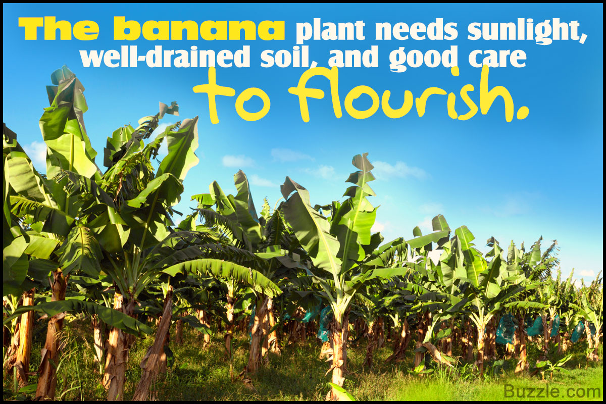 Is Cow Manure Good For Banana Plants