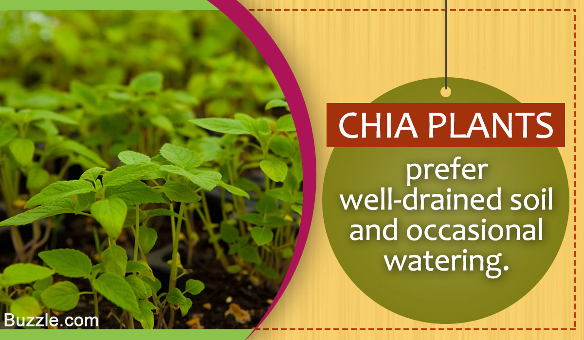 Growing And Caring For A Chia Plant Is Not Difficult Read How