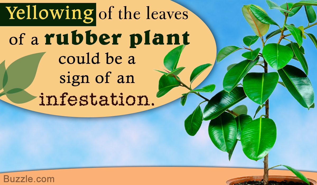 What to Do if Rubber Plant Leaves are Turning Yellow and Falling Off