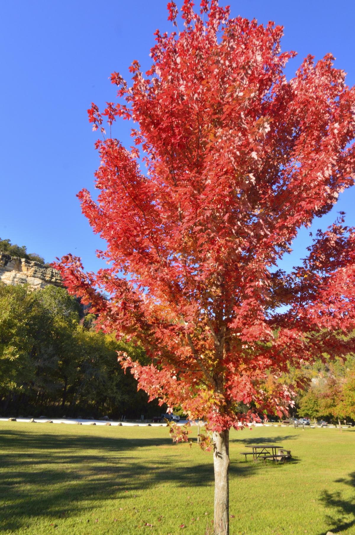 autumn blaze maple tree height