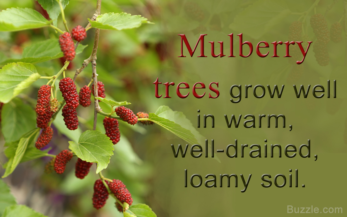 Mulberry Tree Facts That are Absolutely Compelling to Read