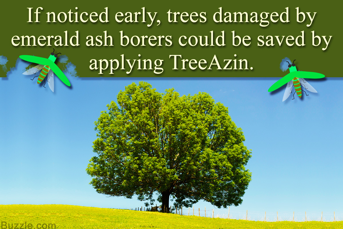 What to Do if Ash Trees are Infested with Emerald Ash Borer?