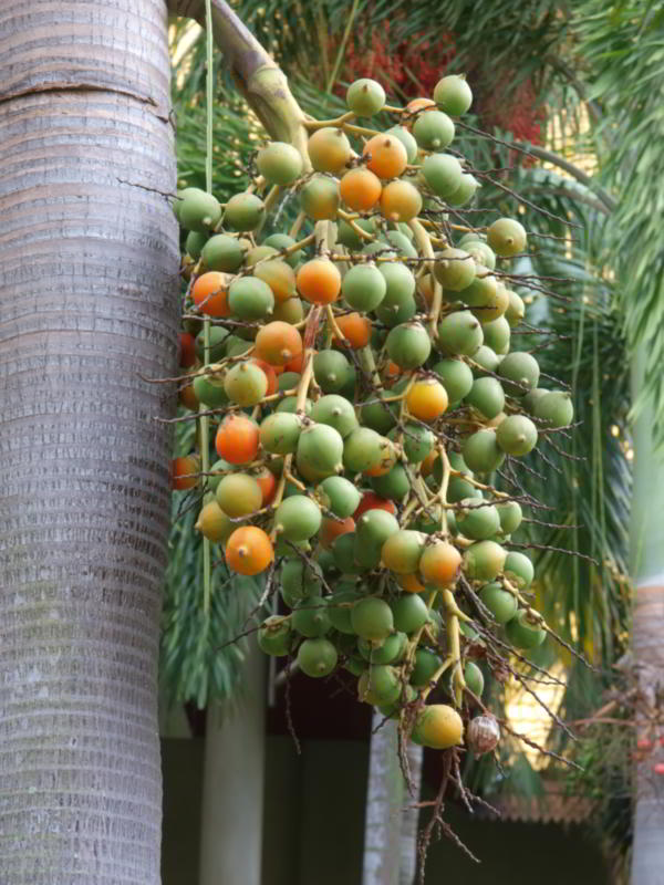 foxtail palm fruit poisonous to dogs