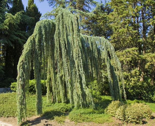 How To Take Care Of A Weeping Blue Atlas Cedar Tree Gardenerdy,How To Cook Chicken Breast