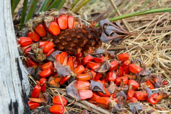 are palm tree seeds bad for dogs