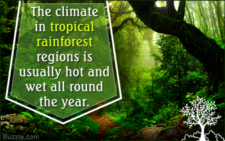 An In Depth Explanation Of The Tropical Rainforest Climate