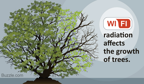 Wi-Fi radiation affects trees