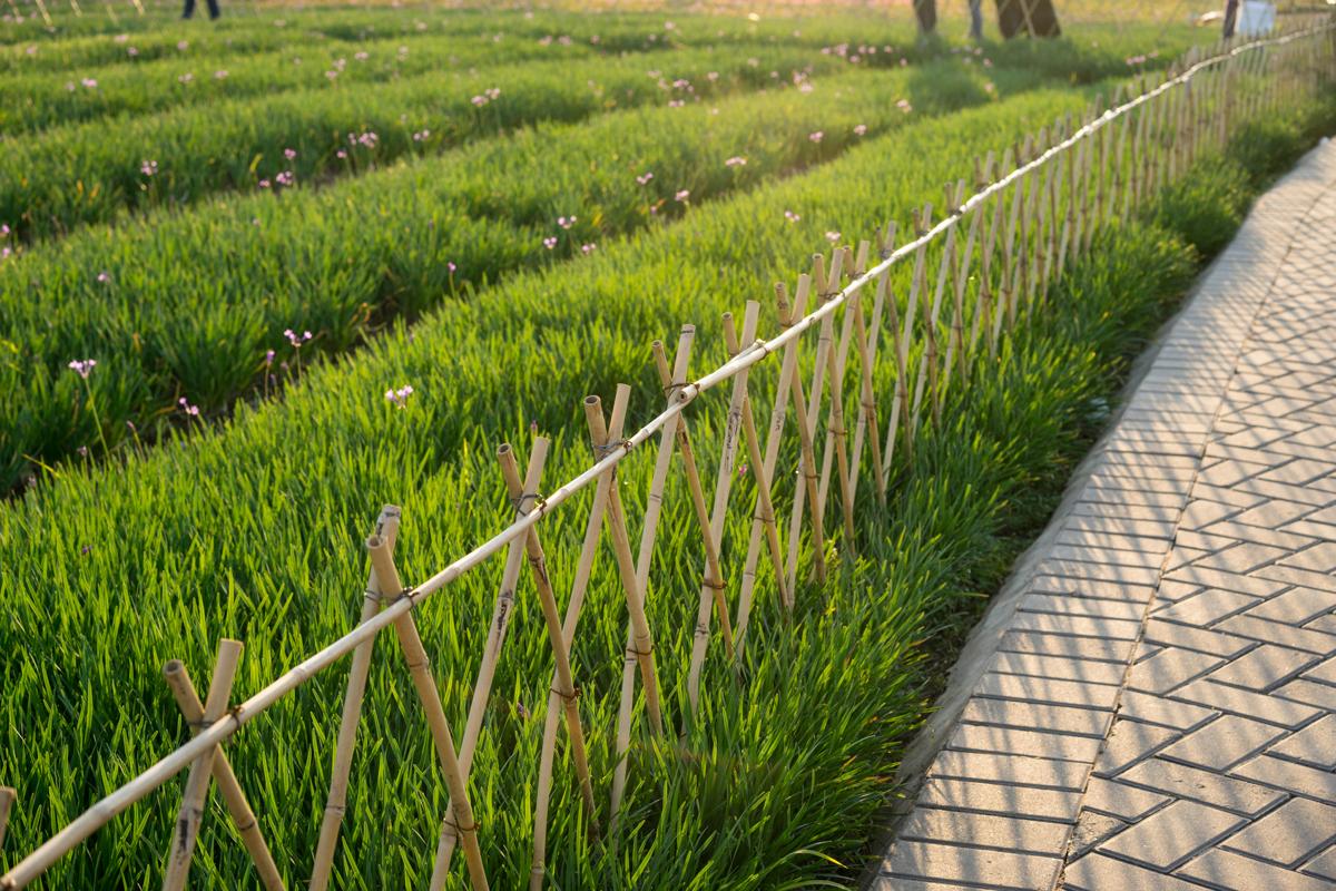 Creative and Effective Fencing Ideas for Vegetable Gardens