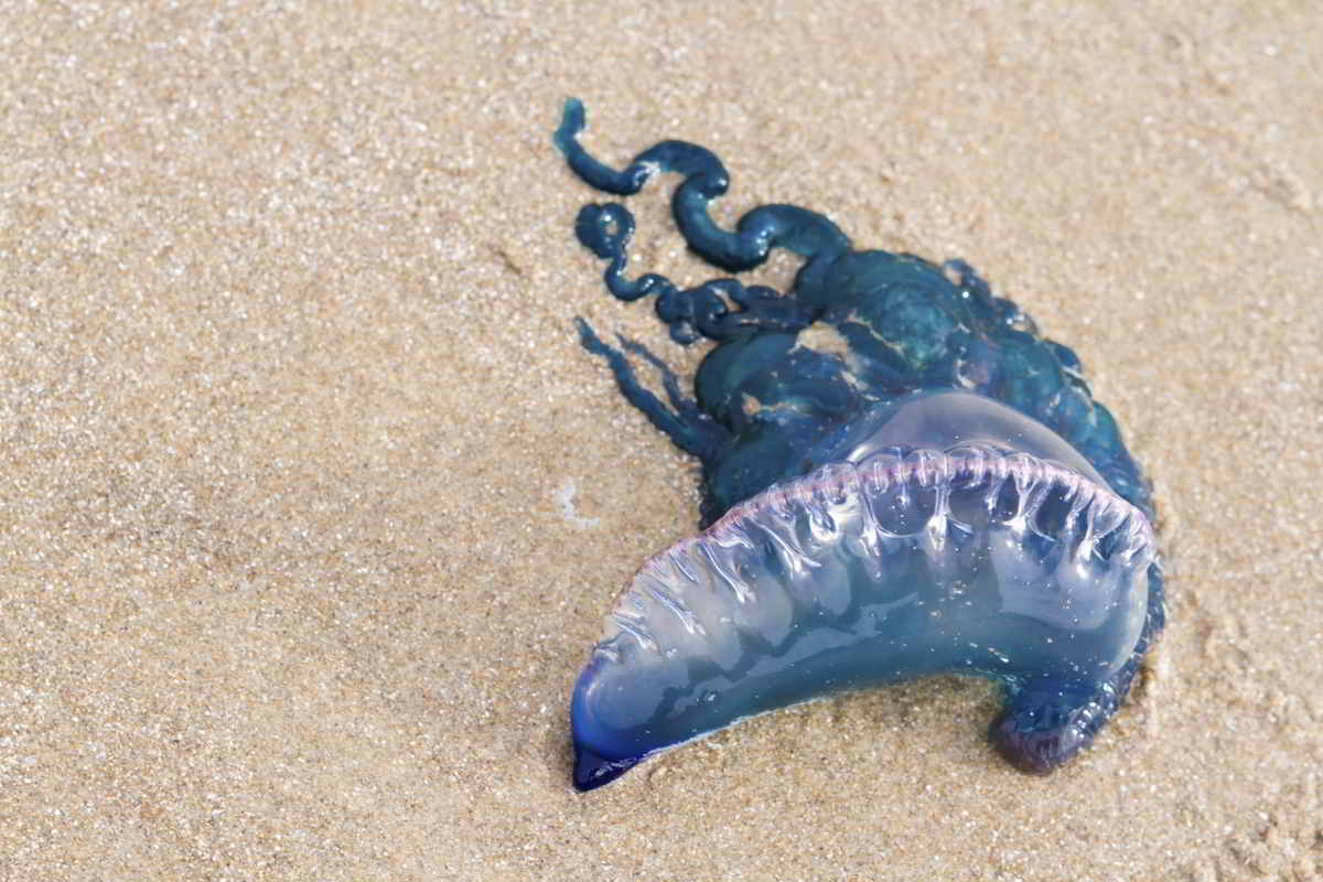 Portuguese Man Of War Facts 48