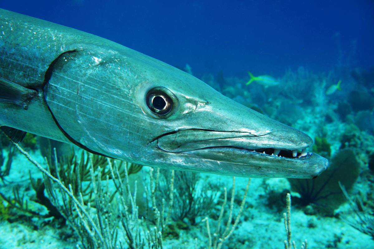 Interesting Facts About Barracuda Fish You Can't Afford to 