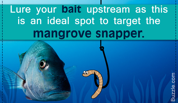 mangrove fishing tips