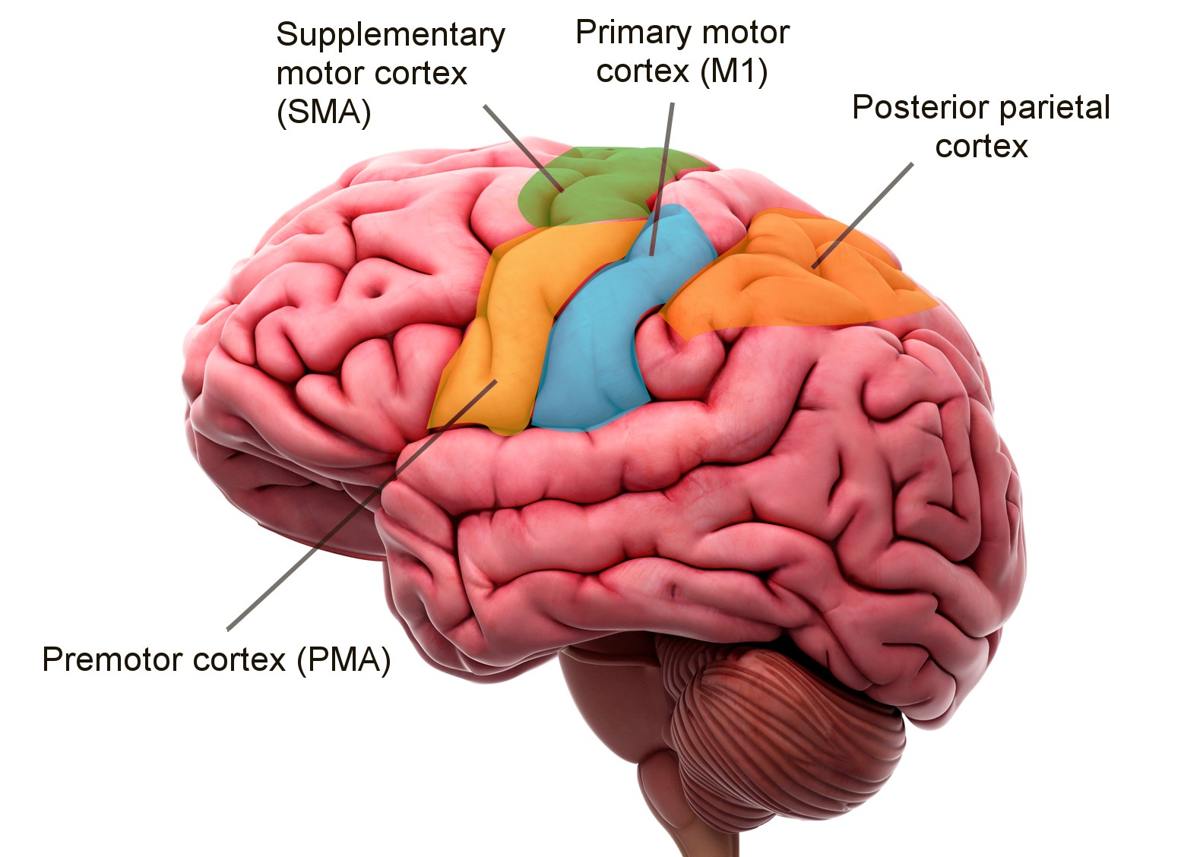 Location, Structure, And Function of the Motor Cortex ...