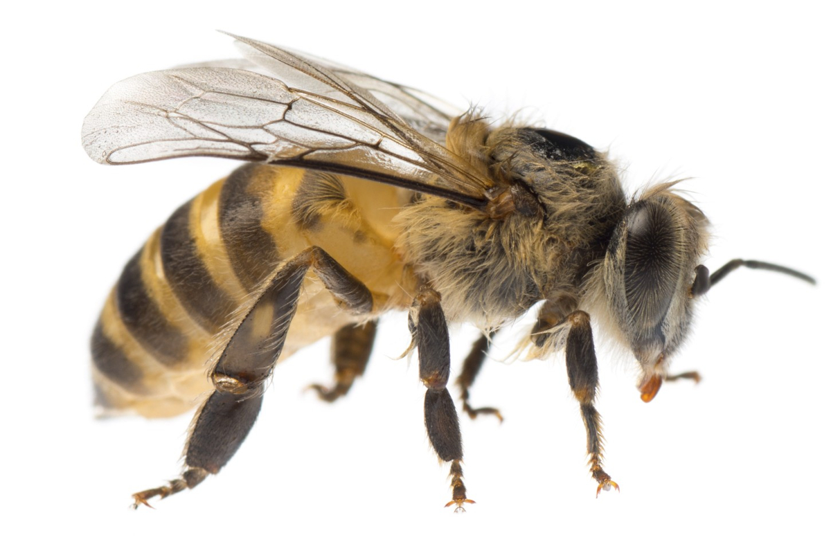Different Types  of Bees in the House and Ways to Get Rid 