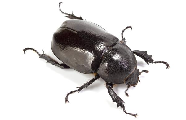 Outstandingly Interesting Facts About Rhinoceros Beetles