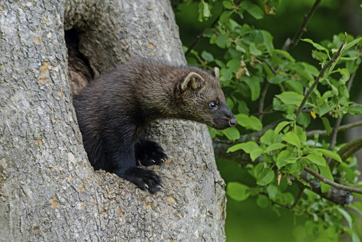 60 Top Photos Fisher Cat Hunting Maine - 1000+ images about Marten and Fisher on Pinterest ...