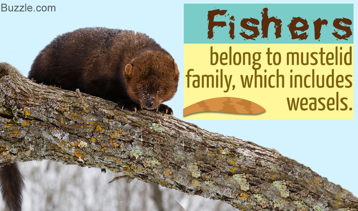 Download Cool Facts About Fishers - Unique Fish Photo