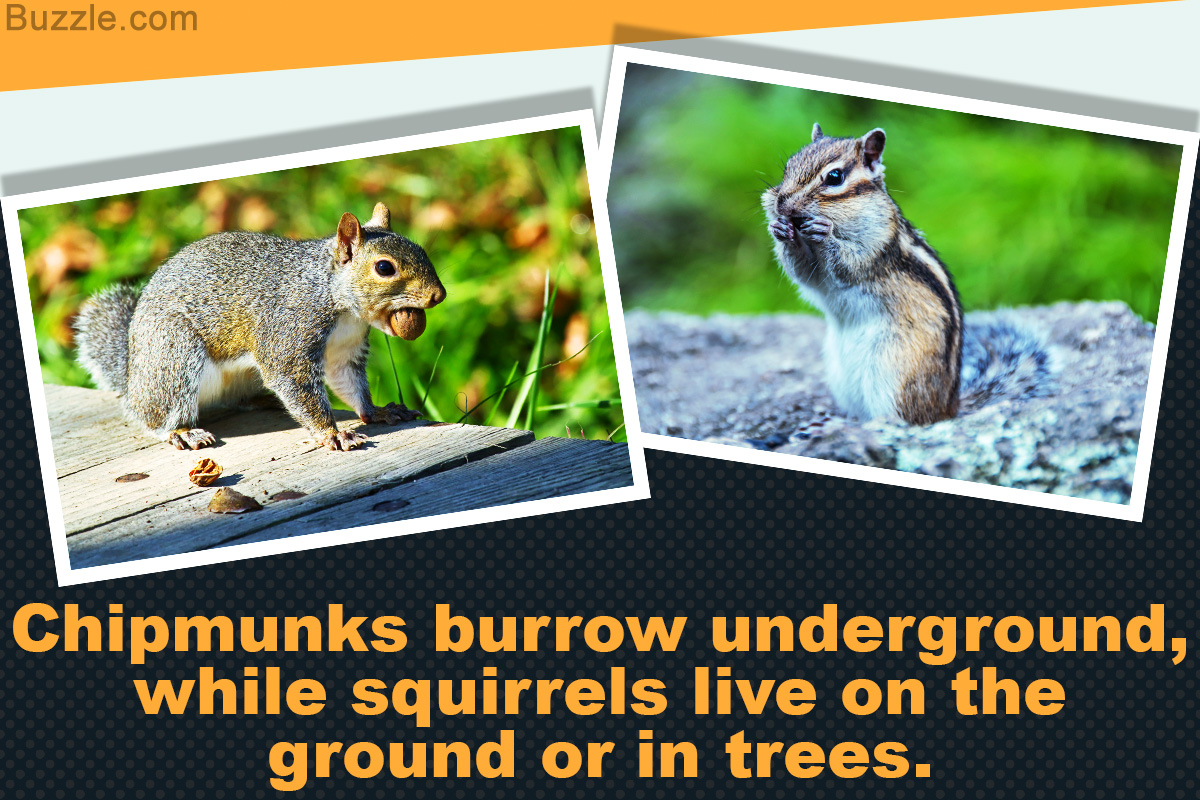 How Exactly is a Chipmunk Different from a Squirrel?