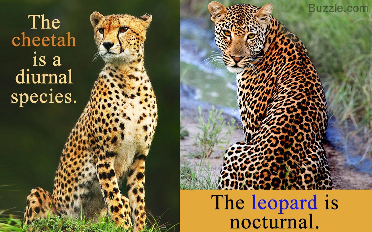 Cheetah Vs. Leopard - Know the Differences and ...