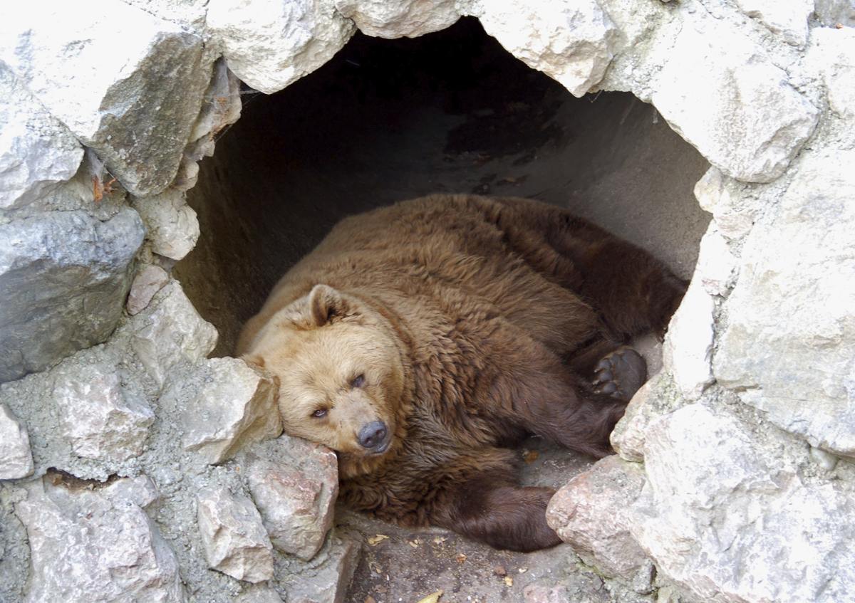 Utterly Incredible Facts About the Hibernation of Bears ...