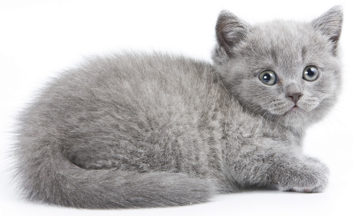 An Enormous List of 100 Ever-so-cute Names for Your Gray ...