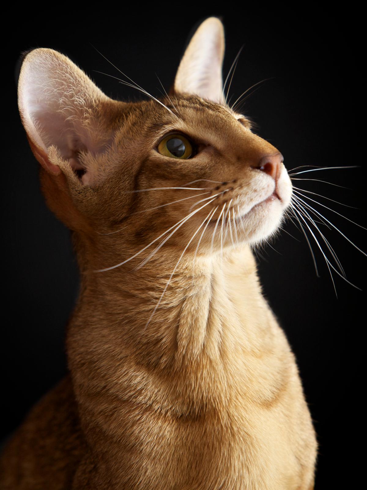 Facts About the Colorful and Unique Oriental Shorthair Cat ...