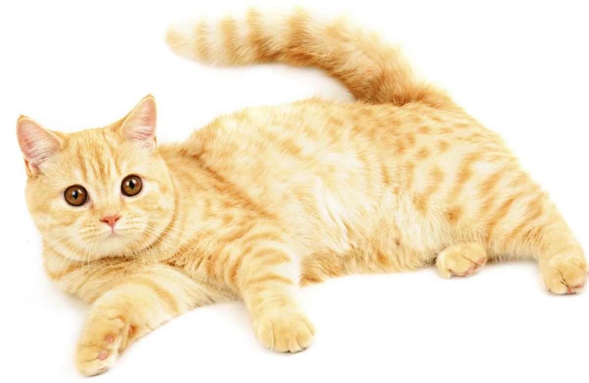 20 Interesting Facts About the Beautiful Orange Tabby Cat