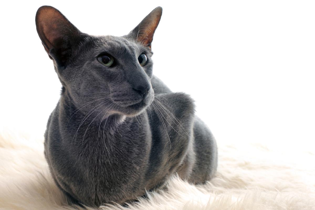 Facts About the Colorful and Unique Oriental  Shorthair Cat  