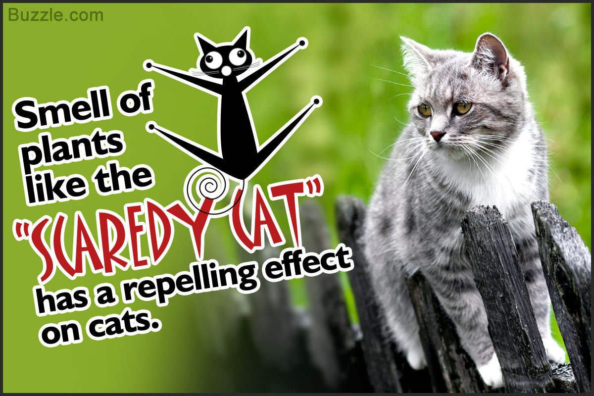 Tips on How to Get Rid of Cats Without Causing Them Any Harm
