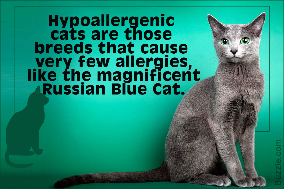Hypoallergenic Cats Are A Paw Radise For Allergic Cat Lovers Cat Appy