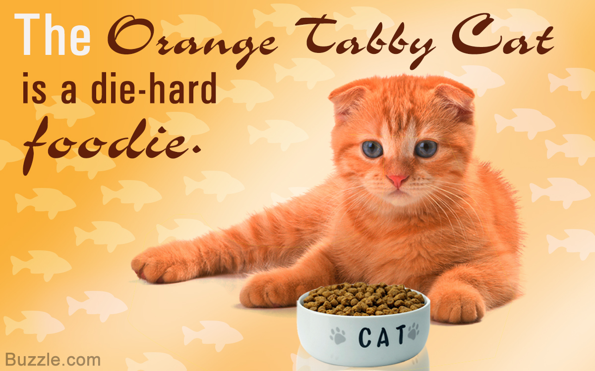 famous orange tabby cats