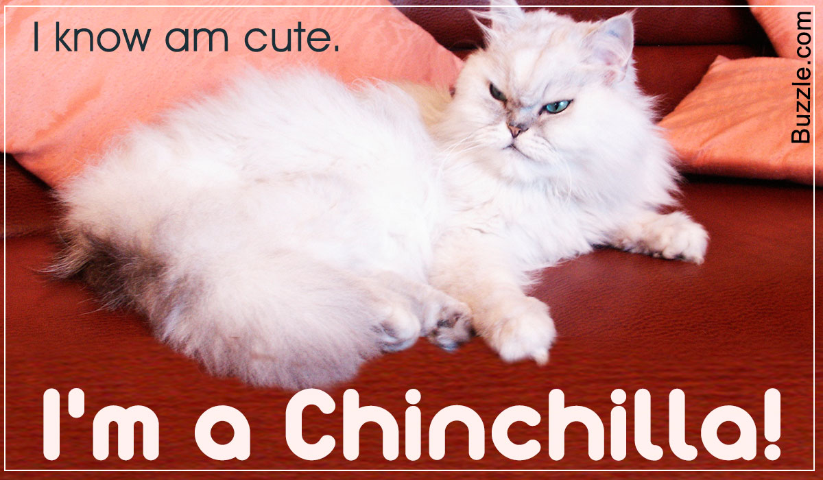 chinchilla cat breed