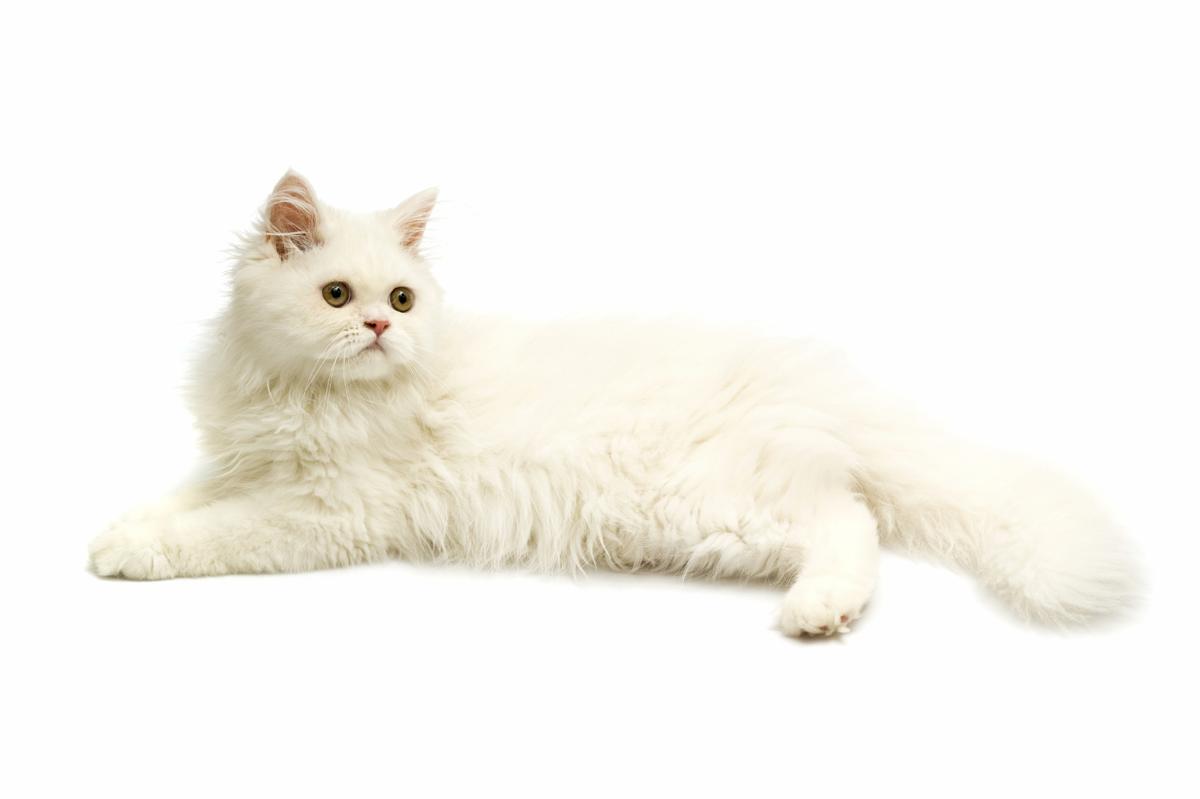 1200-6286243-white-persian-cat.jpg
