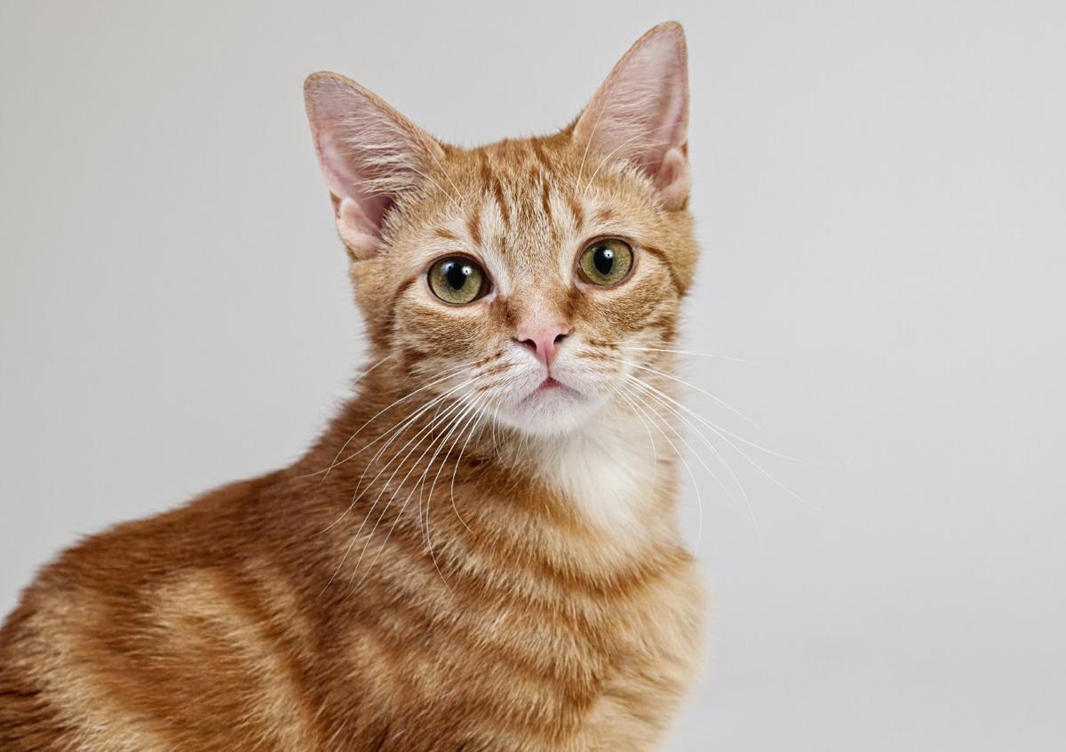 20 Interesting Facts About the Beautiful Orange Tabby Cat ...