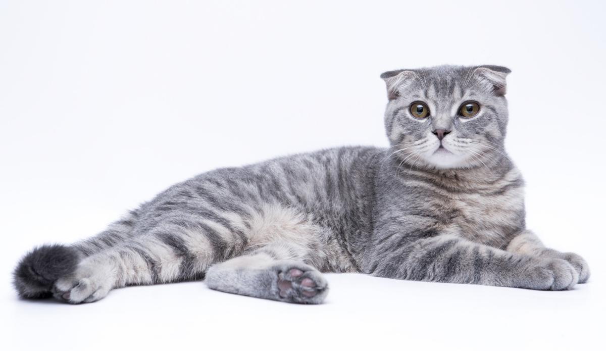 Interesting Facts About the Extremely Cute Scottish Fold Cat